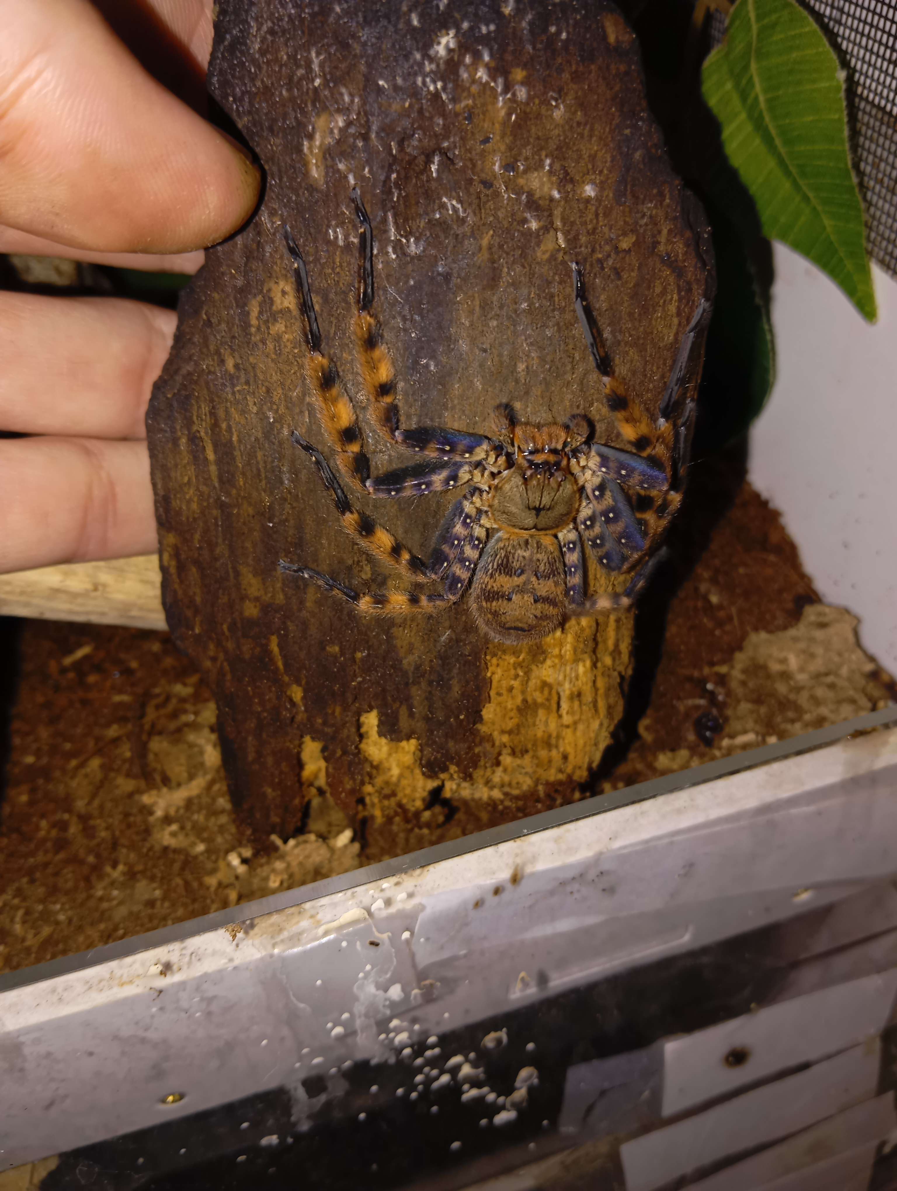Toujours aussi belle ma jeune Heteropoda lunula, esp&egrave;ce si rare en captivit&eacute;.
