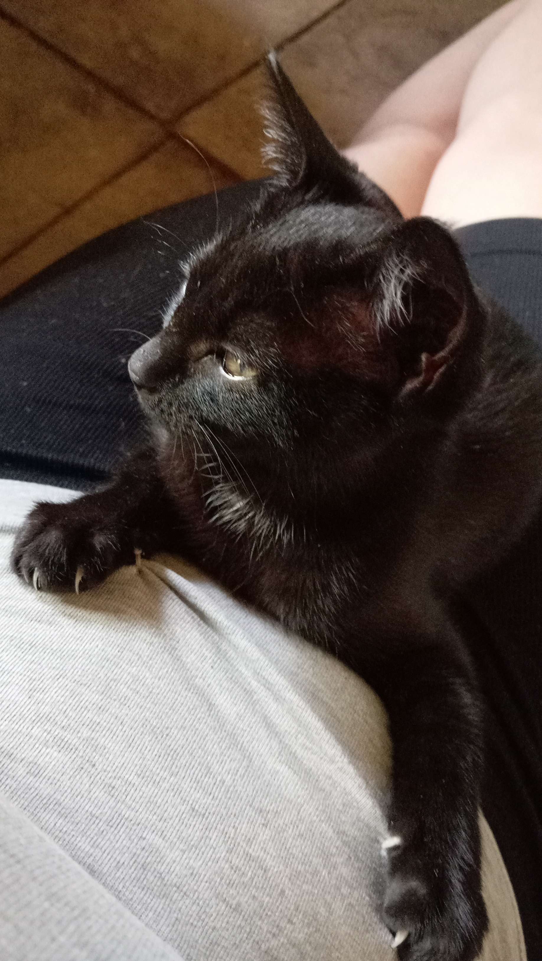 #chats 
Donnez-moi le maximum d'id&eacute;es pour une chatte noire et je choisirai apr&egrave;s merci