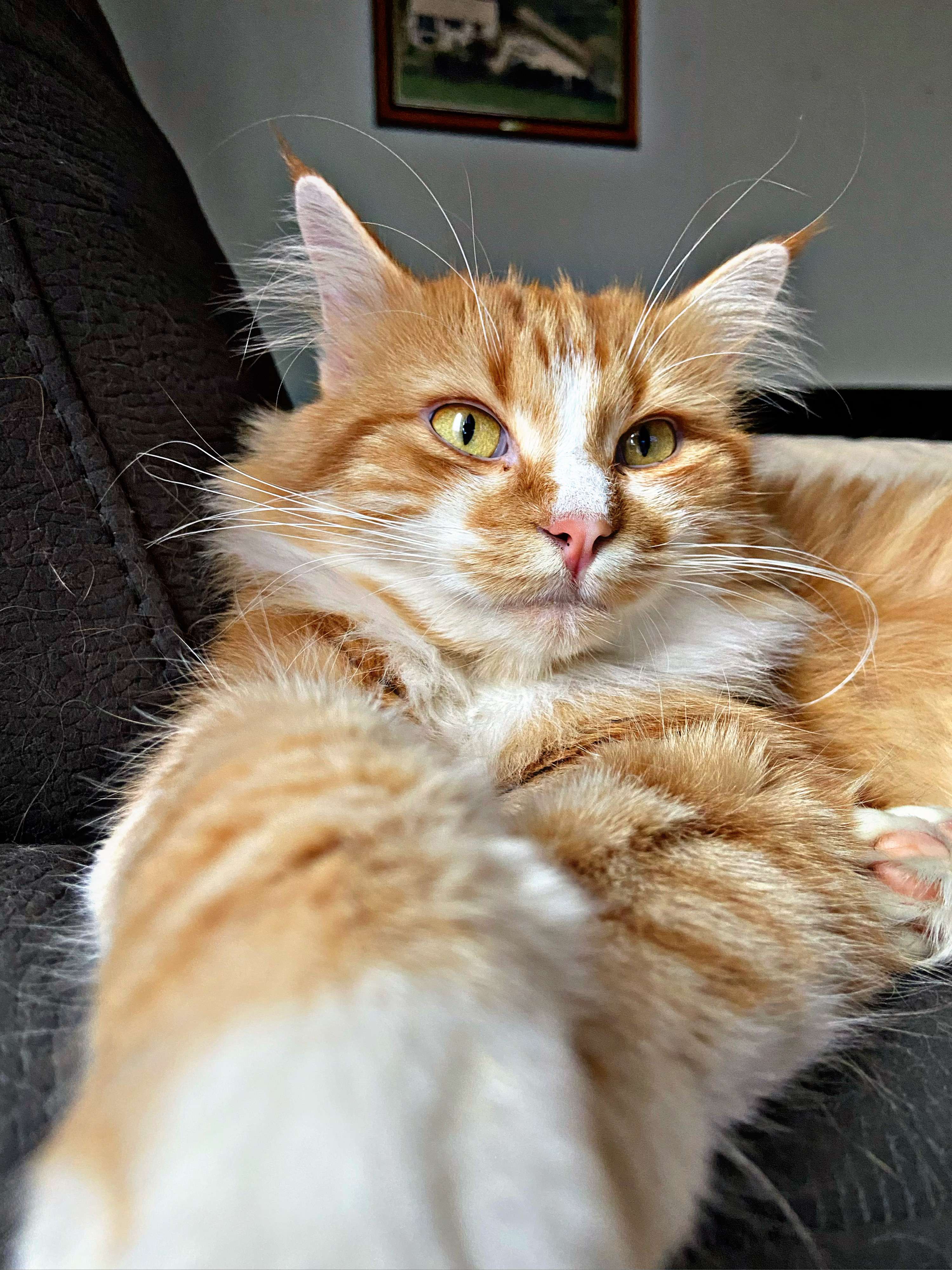 C&rsquo;est un BG mon chat non ? 
#chat #animaux #photographie #rencontres