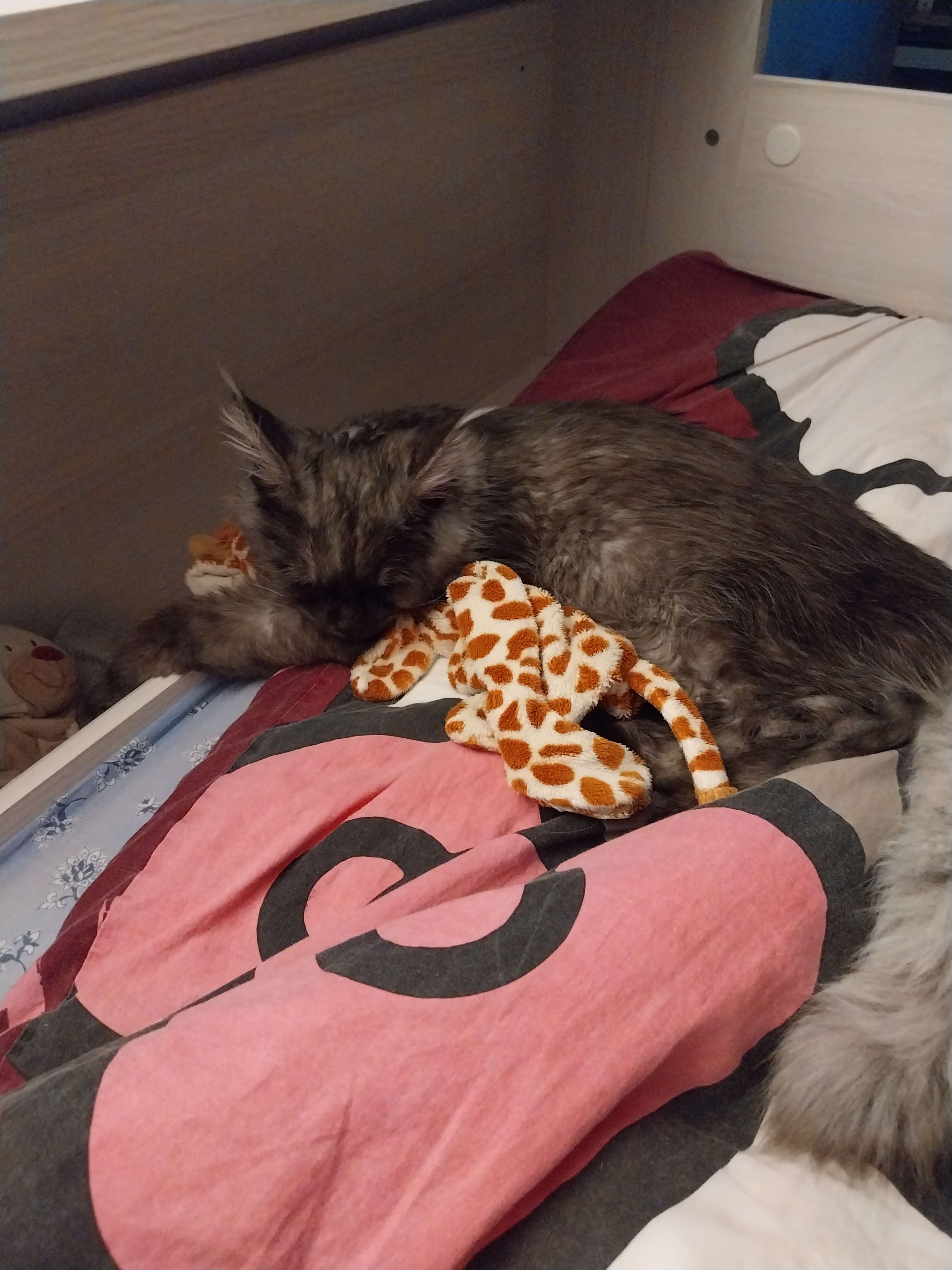 Petit Maine Coon de 5 mois🥰