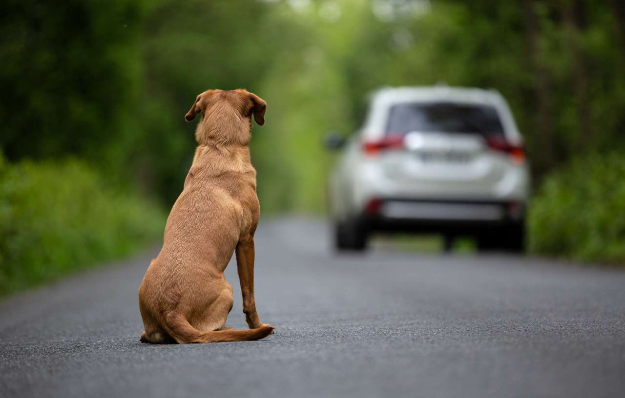 Que pensez vous qu&rsquo;il est possible de faire pour lutter contre l&rsquo;abandon animal ? 
#animal #animaux #sensibilisation #aide #solution #empathie #lutte #abandon￼