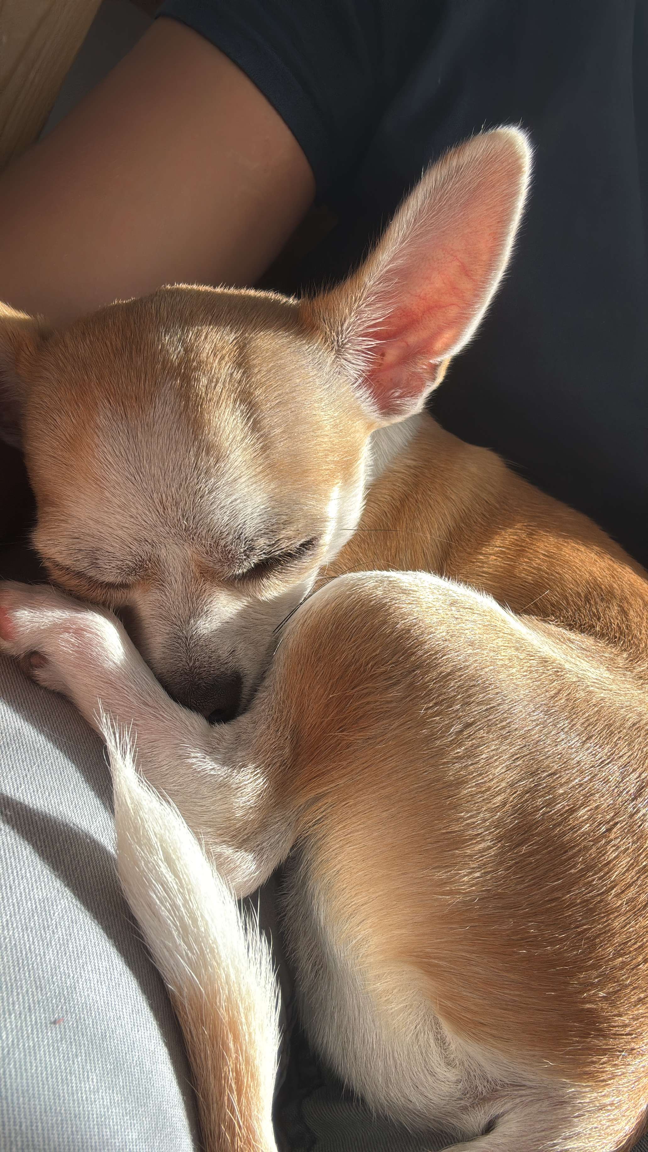 Mon chien, ma vie 🥰😍 #chien #mignon  #positivit&eacute;