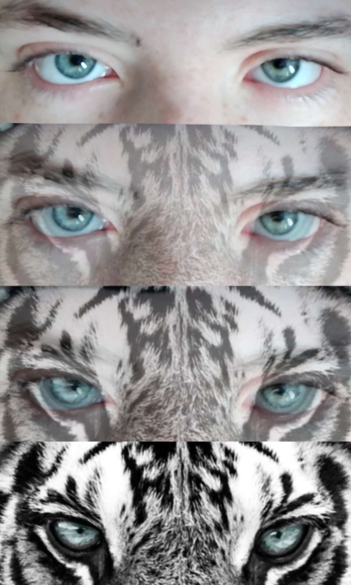 Les yeux sont le reflet de n&ocirc;tre &acirc;me. Le mien est sauvage. 
#tigre #yeux #montage #art #tigreblanc #therian #connexion