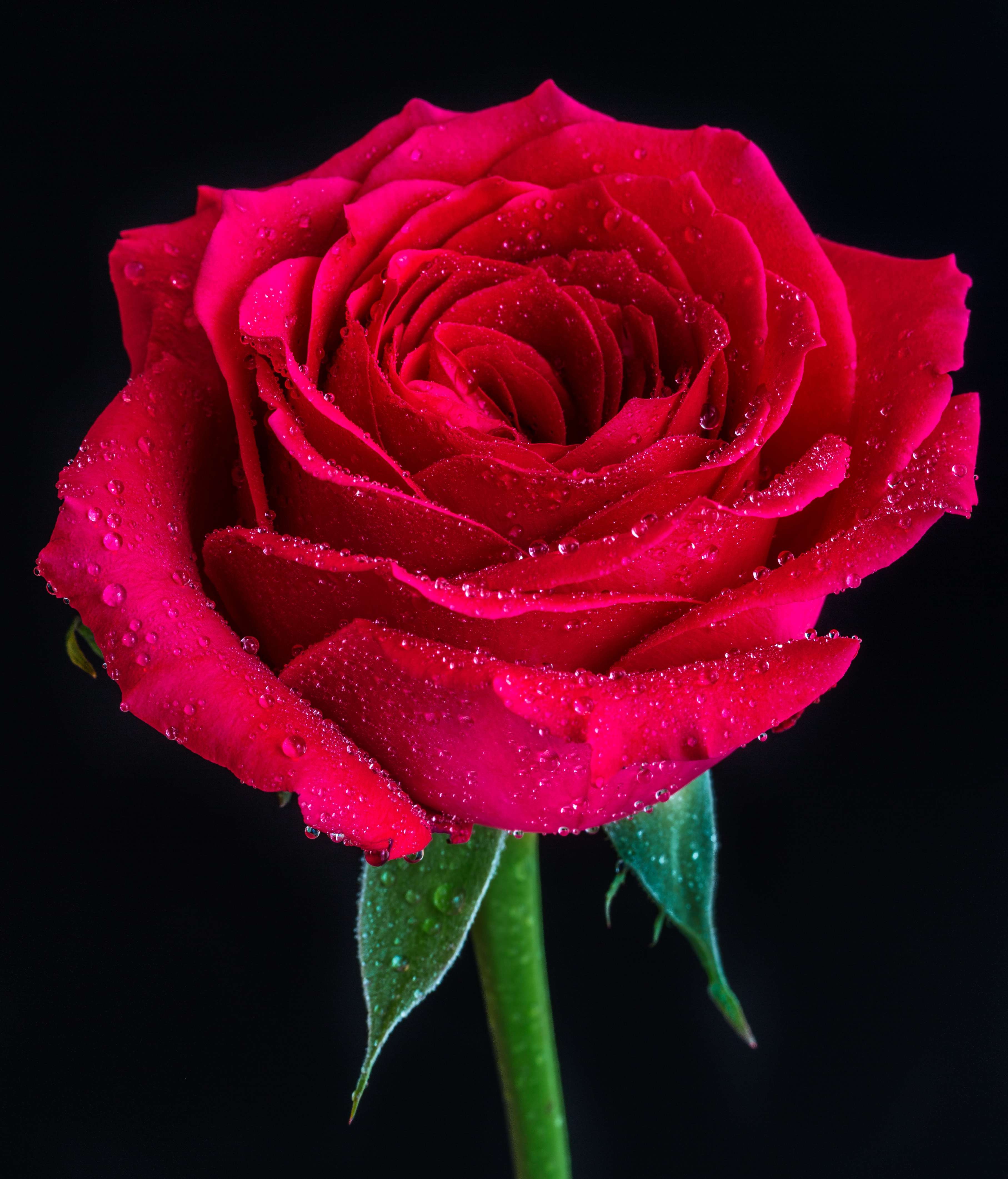 Esque vous aimez les fleurs