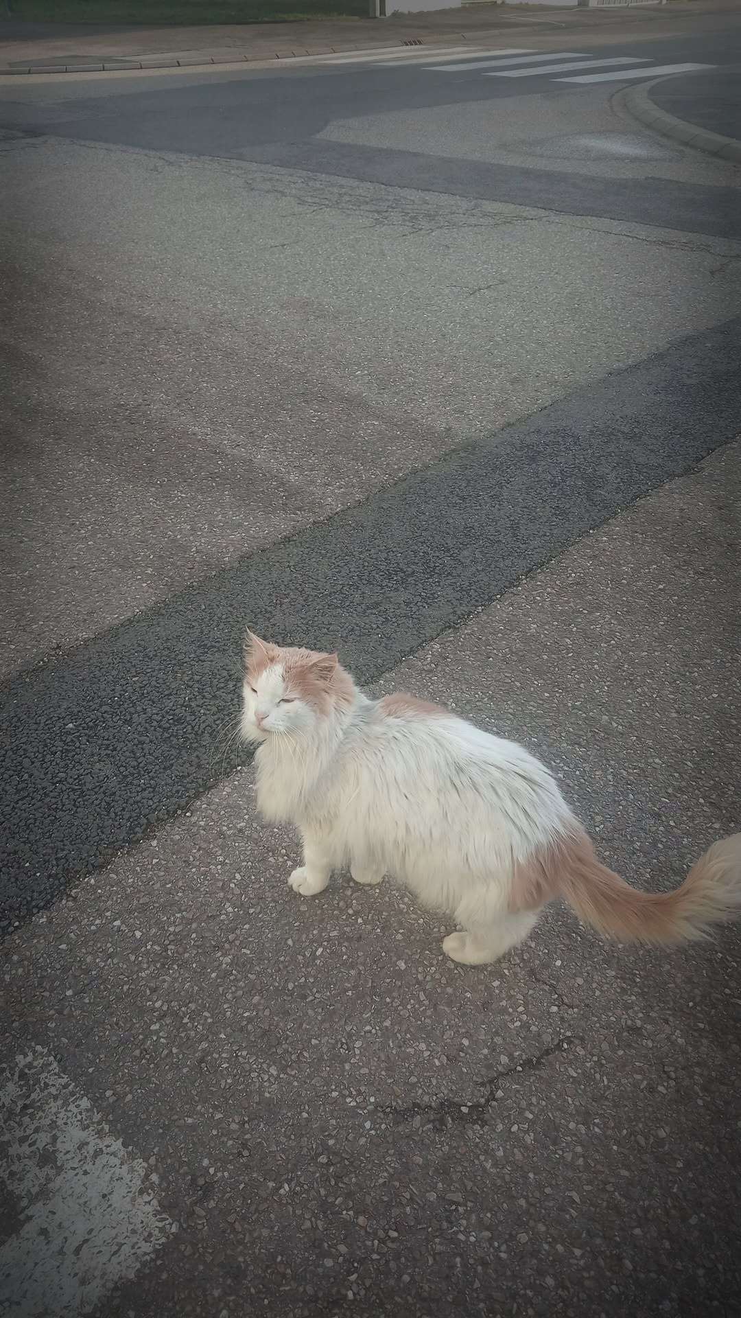 P'tit chat roux, je veut trop le prendre tllmt mignon !!