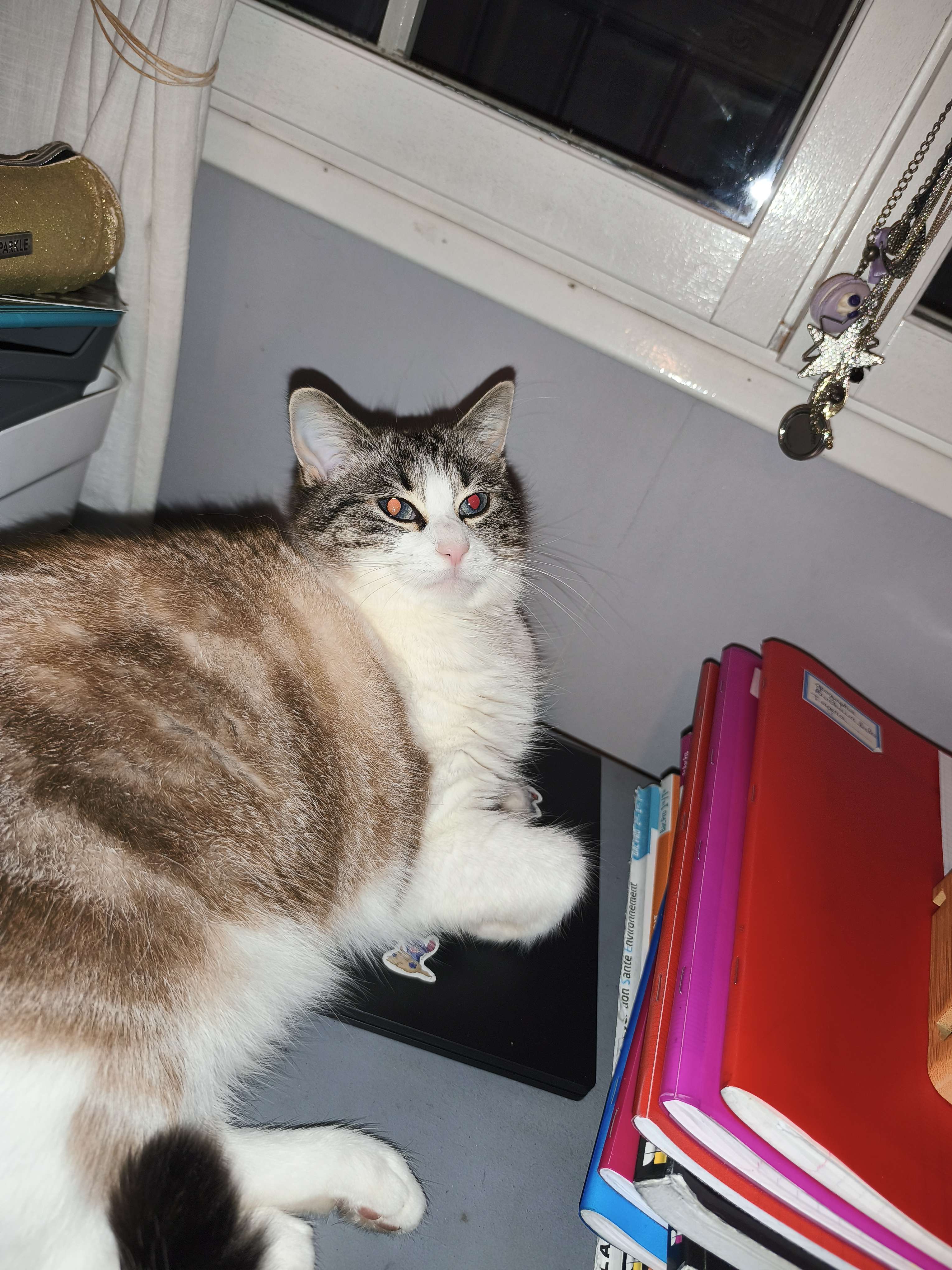 #chat  # #femelle #photographie