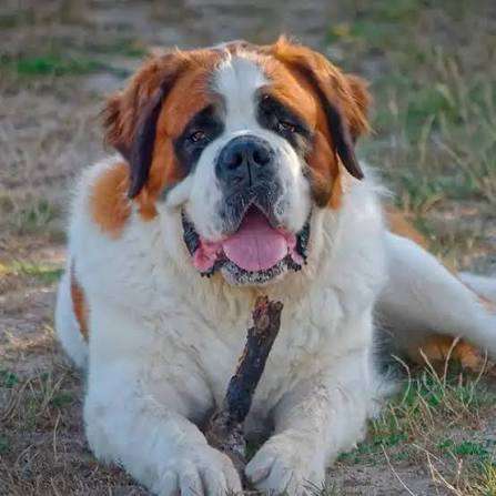 Les saint Bernard sont la meilleure race de chien au monde (pas ouvert au d&eacute;bat)