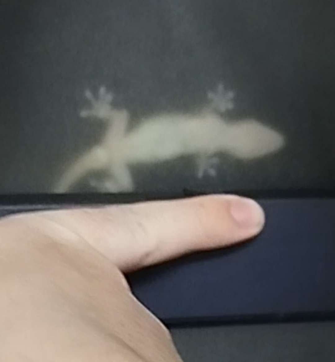 🌈✨Mon b&eacute;b&eacute; a grandi 😭✨💞
C'est un l&eacute;zard que je vois tout les soirs &agrave; la fen&ecirc;tre car la lumi&egrave;re de ma cuisine attire les papillons. Chaque fois j'assiste &agrave; sa chasse au papillons et il &eacute;tait tout petit mais il a grandi, &ccedil;a m'&eacute;meu 🦎🫀
#lezard #baby #animal #reptile #taille #letempspassevite