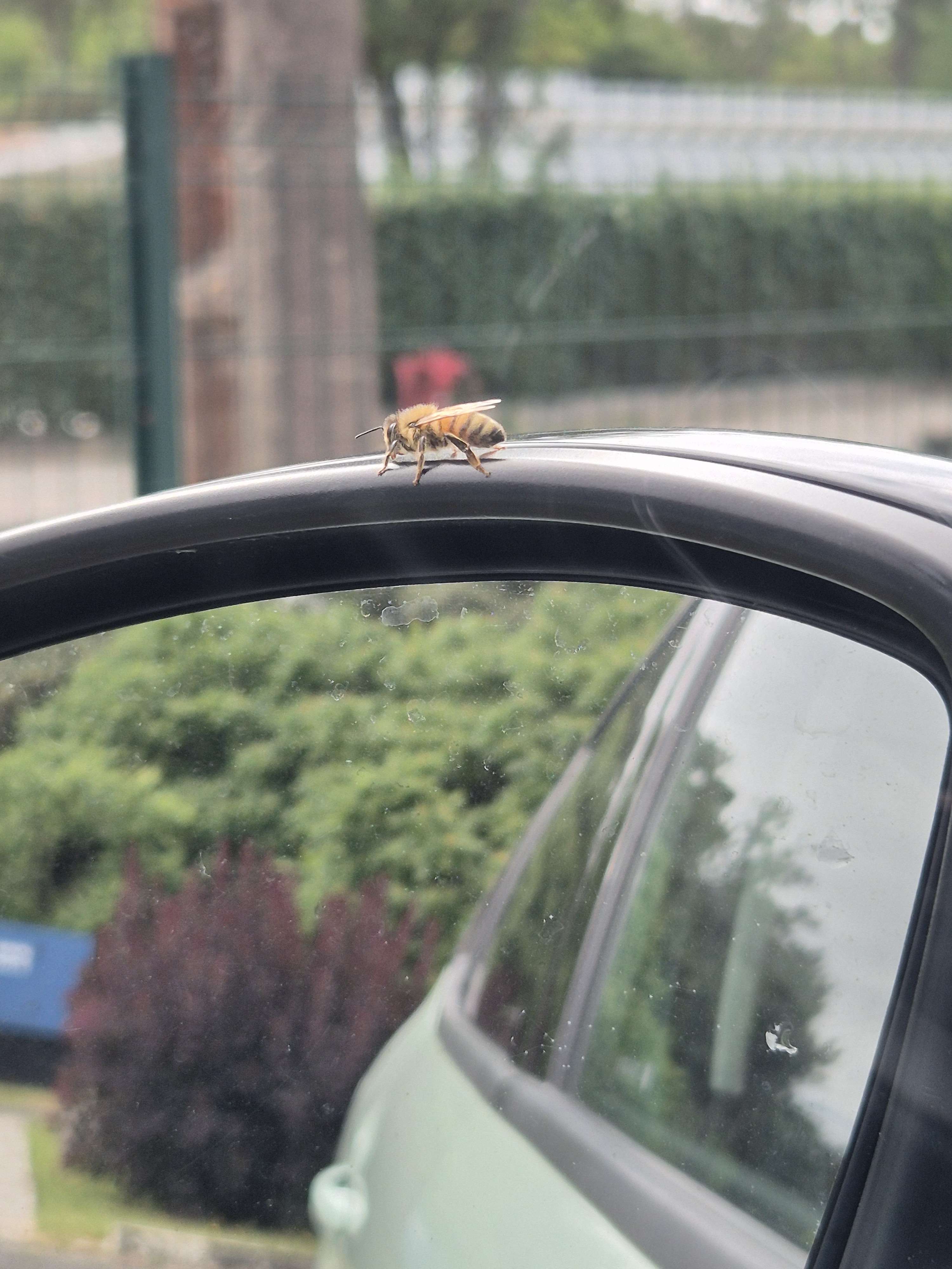 Cette petite courageuse a fait une 1h de route sur mon retro, en allant jusqu&rsquo;a 110 elle est toujours l&agrave;.
