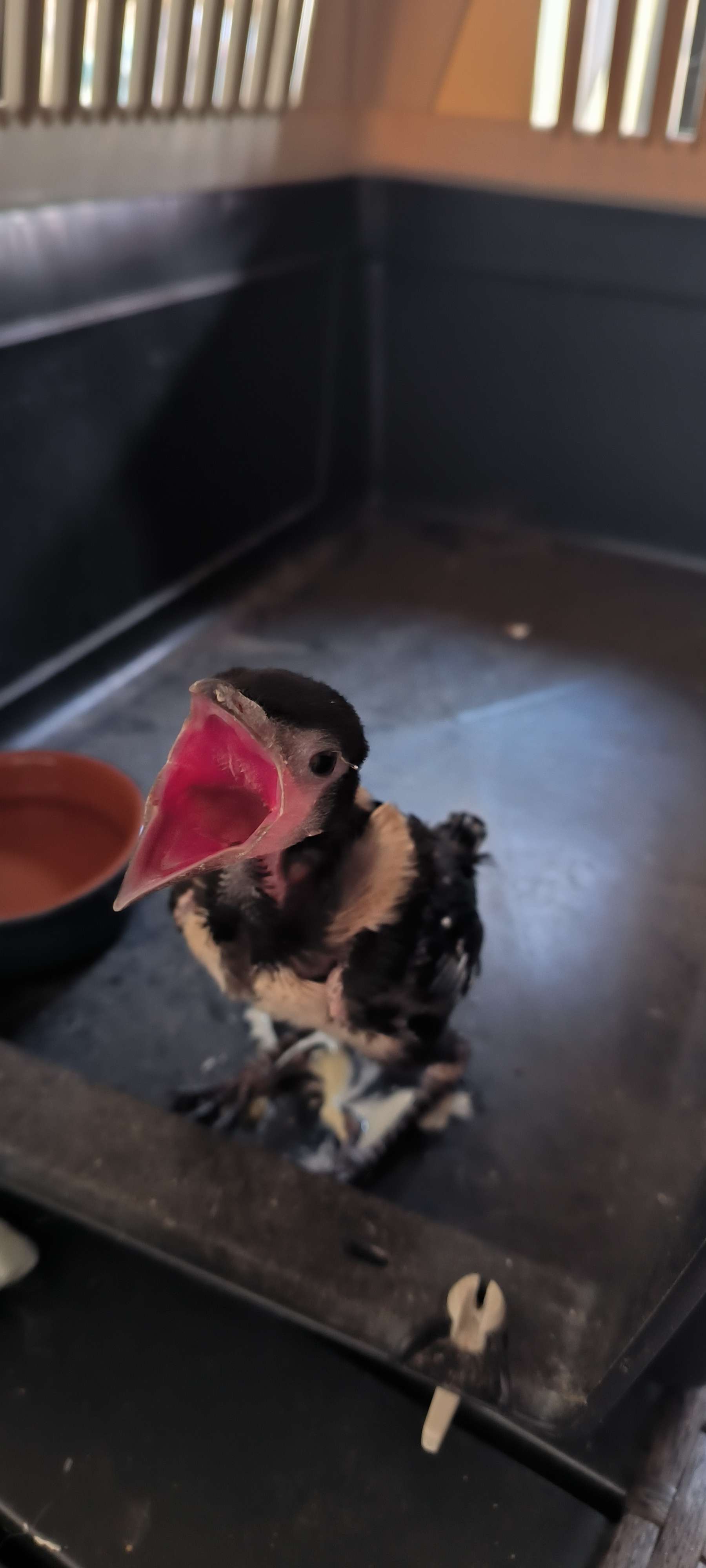 Deux chiens 4 chats, un aquarium de 600 L et voil&agrave; qui me ram&egrave;ne une Pie trouv&eacute;e sur la route sous plus de 40&deg;