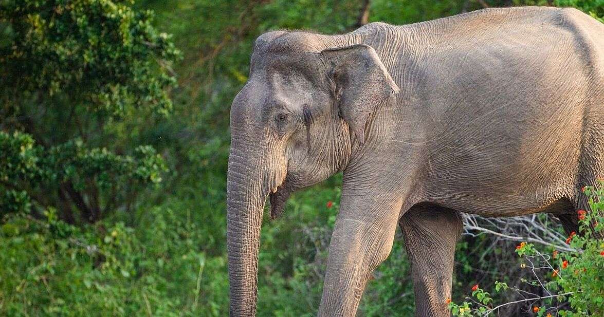 🐘 Les &eacute;l&eacute;phants utilis&eacute;s &agrave; des fins de cin&eacute;ma en Inde pourraient bient&ocirc;t &ecirc;tre remplac&eacute;s par l'IA ou des robots au nom du bien-&ecirc;tre animal. &Agrave; Bollywood, r&eacute;alisateurs, acteurs et producteurs ont rejoint une campagne de peta pour interdire les pachydermes des plateaux.