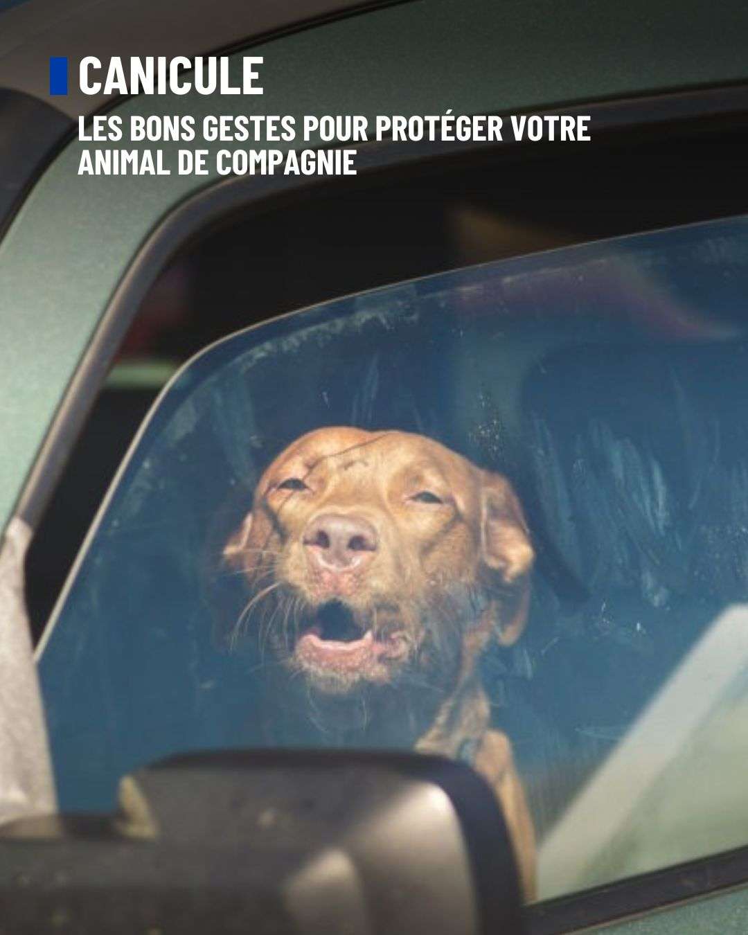 Cette  semaine, les fortes chaleurs font leur retour avec des pics de  temp&eacute;ratures atteignant 40&deg;C d&egrave;s aujourd&rsquo;hui dans l'Hexagone.

➡️ N'oubliez pas les bons gestes pour prot&eacute;ger votre animal de compagnie :
✔️ Bien l'hydrater
✔️ Le promener t&ocirc;t le matin et tard le soir
✔️ Ne jamais le laisser dans une voiture
👉 Au moindre doute, consultez un v&eacute;t&eacute;rinaire !