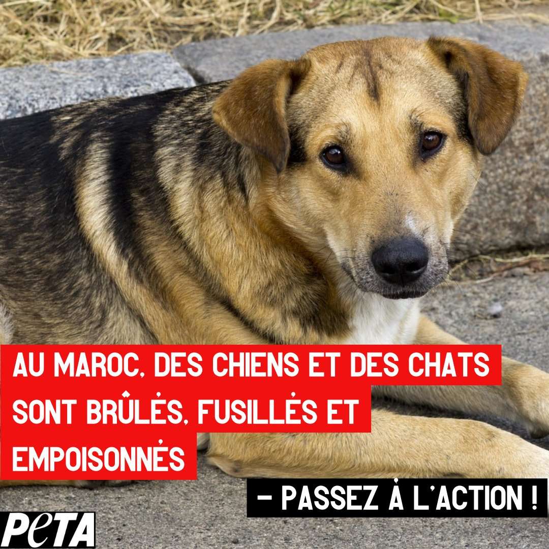 ⚽️🌎 Pendant que la Coupe du monde fait la une, des milliers de chiens et de chats sont violemment abattus au Maroc sous pr&eacute;texte de &laquo; nettoyer les rues &raquo; pour accueillir la FIFA World Cup 2030 🤮

Ne restez pas indiff&eacute;rent ! Rejoignez-nous et envoyez un message &agrave; la #FIFA d&egrave;s maintenant 👇
