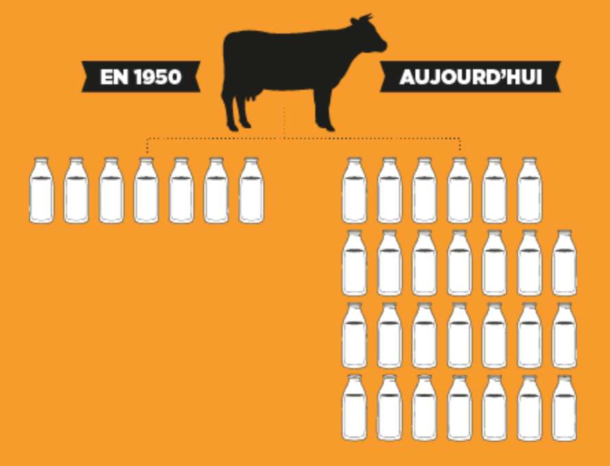 Dans presque tous les &eacute;levages laitiers, afin de conserver la totalit&eacute; du lait pour la consommation humaine, le veau est s&eacute;par&eacute; de sa m&egrave;re &agrave; la naissance ou dans les 24 heures. Il arrive que ce soit un v&eacute;ritable d&eacute;chirement pour la vache et son veau, dont la relation tr&egrave;s forte pourrait durer de longues ann&eacute;es. Apr&egrave;s la s&eacute;paration, certains se cherchent en meuglant pendant des jours.