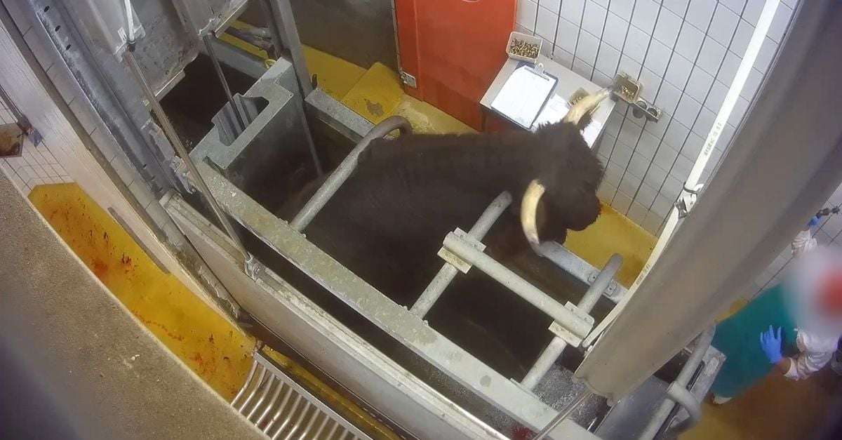 Abattage = souffrance
Une mort douce, rapide et indolore ? Des animaux qui ne s&rsquo;apercevraient pas qu&rsquo;on les tue ? Malheureusement, ce n&rsquo;est pas comme &ccedil;a que l&rsquo;abattage se passe dans les abattoirs. M&ecirc;me dans les meilleures conditions techniques, celui-ci ne peut exclure ni le stress ni la douleur.