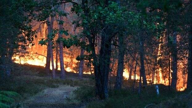 🌳🔥Des centaines d'hectares br&ucirc;lent. Les animaux meurent.

L'&eacute;levage alimente la crise climatique qui nourrit ces catastrophes. La solution est dans nos assiettes : devenez v&eacute;gan. 🌱