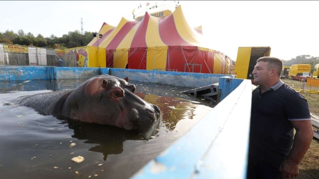 🎪🎟️🚫 N'achetez JAMAIS de billets pour ces cirques immondes qui exploitent les animaux. Leur souffrance ne doit jamais &ecirc;tre un spectacle.