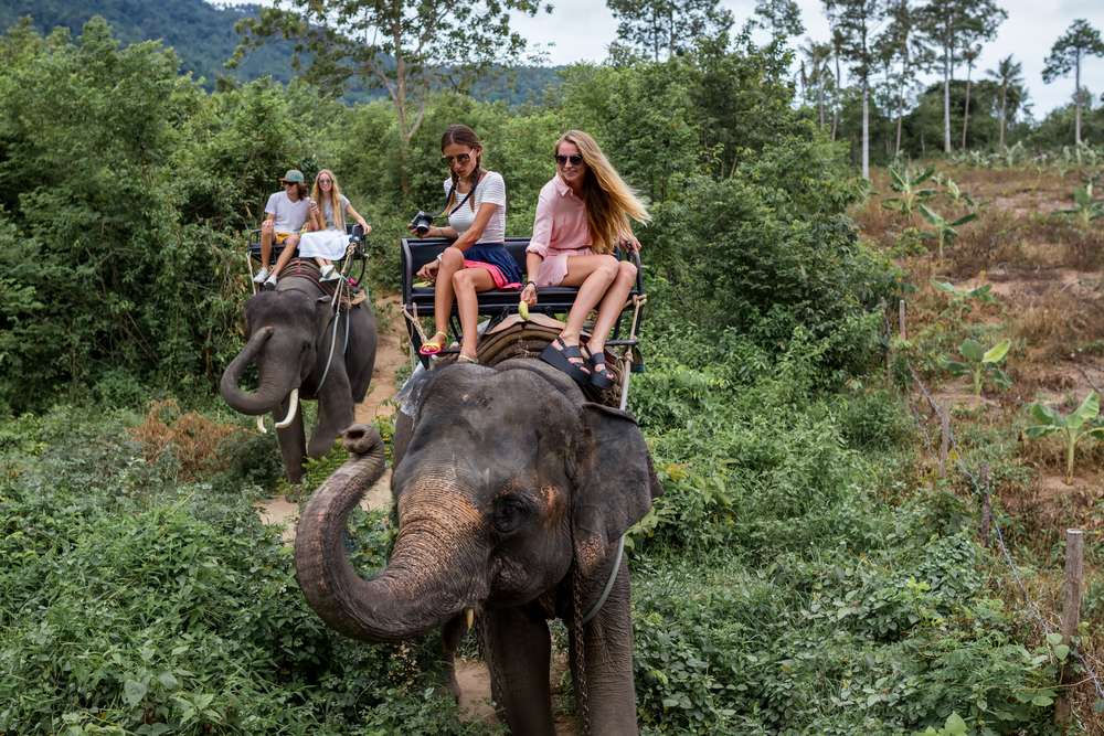 Si un &eacute;l&eacute;phant doit souffrir pour que les humains puissent prendre des selfies et du contenu pour les r&eacute;seaux sociaux, ce n&rsquo;est pas de la conservation ~ c&rsquo;est de l&rsquo;exploitation.

La faune sauvage appartient &agrave; la nature sauvage, pas aux entreprises de divertissement touristique.
