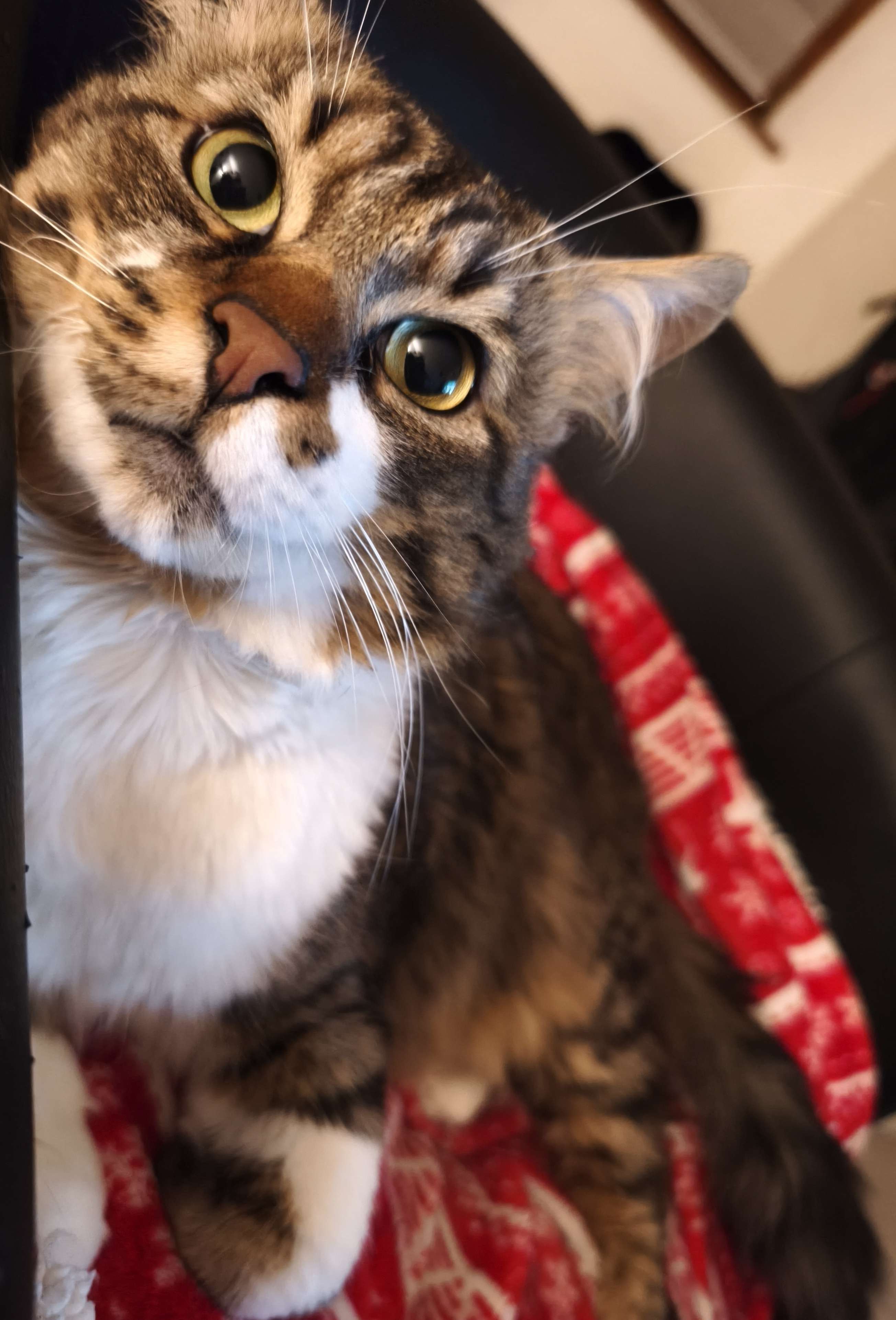 Mon p'tit tigre