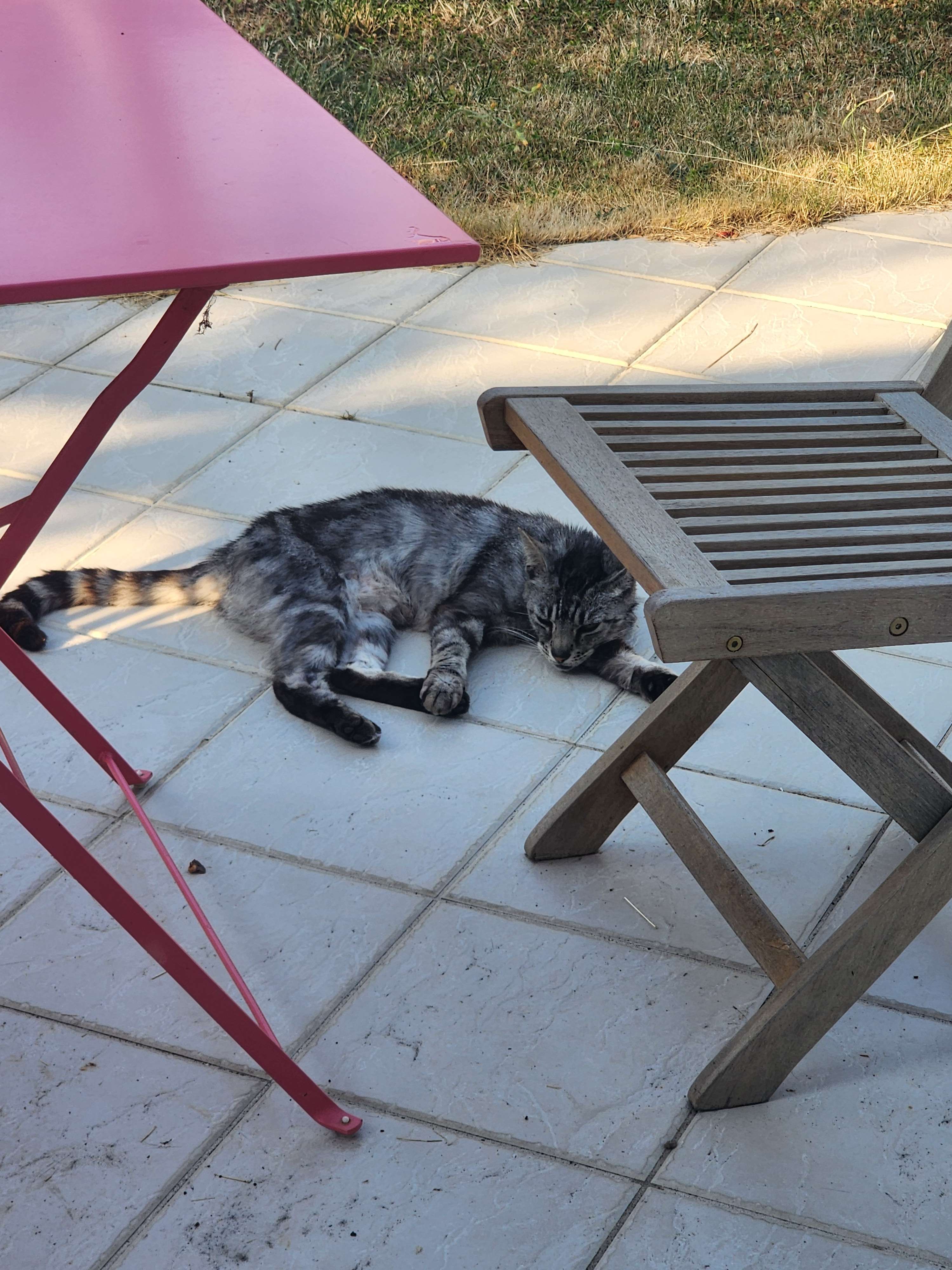 Tranquille la vie de chat Mdrr 🤣