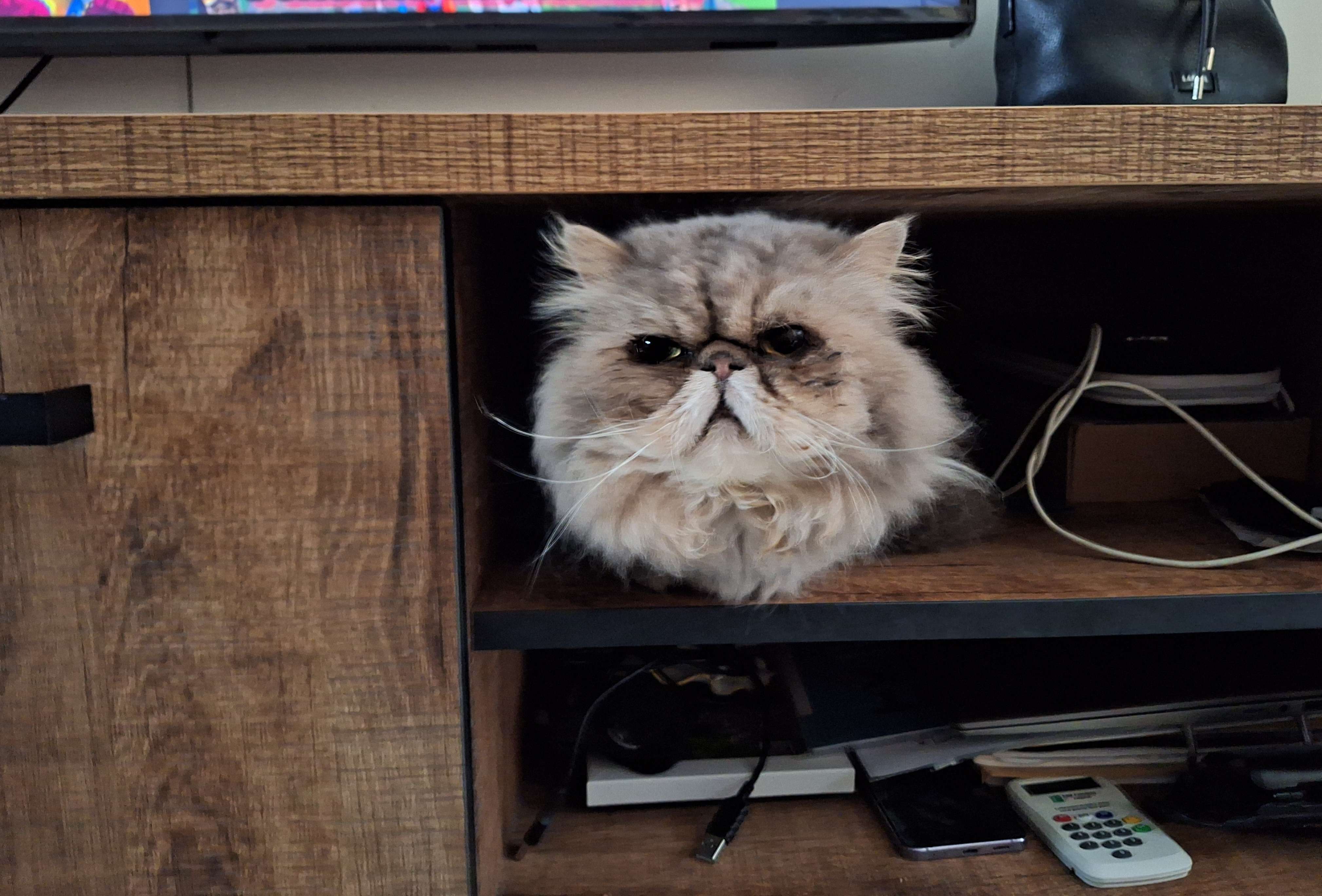 Pov tu retrouve une photo ramdom de ton chat 😂