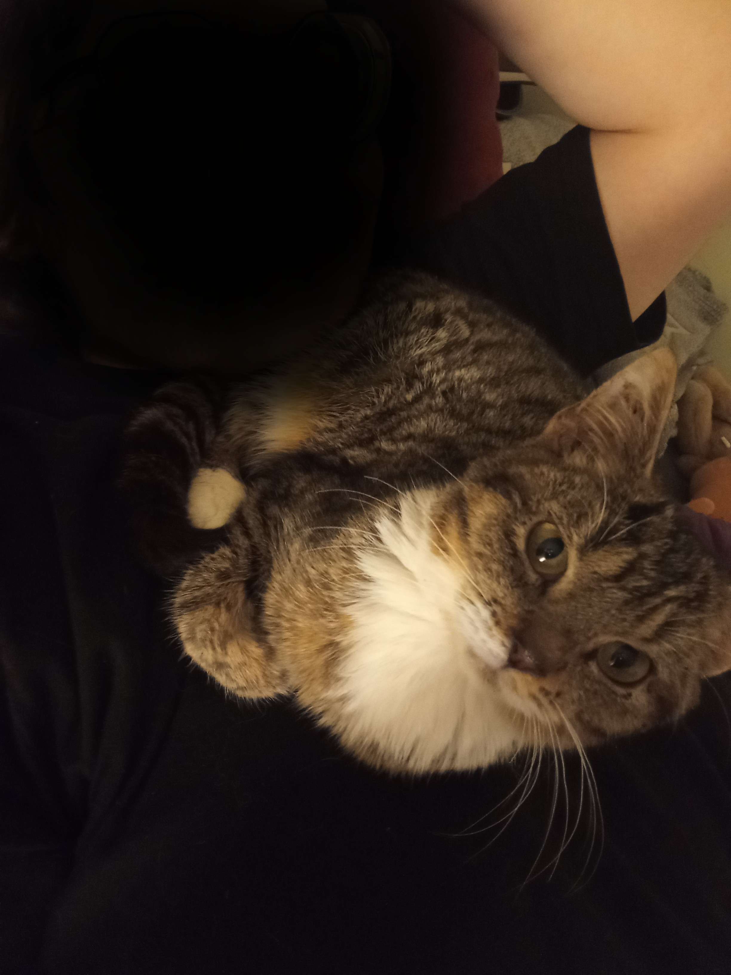 J&rsquo;avoue que j&rsquo;ai un peu aucune id&eacute;e de ce que je fais sur cette appli, j&rsquo;avais envie de rencontrer des gens, discuter etc etc
Enfin bref, voici une photo d&rsquo;un de mes chats :