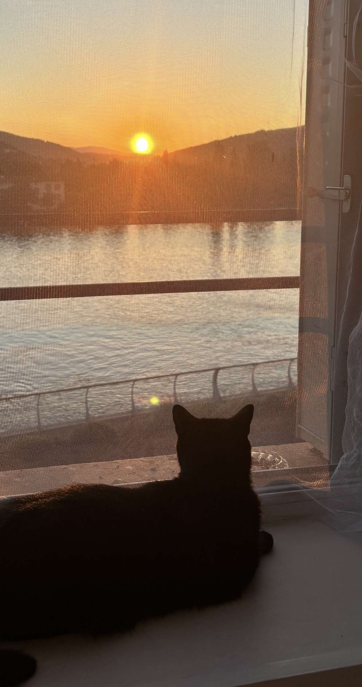 C&rsquo;est l&rsquo;anniversaire du prince de mon c&oelig;ur aujourd&rsquo;hui, je vais lui faire un g&acirc;teau d&rsquo;anniversaire pour chat