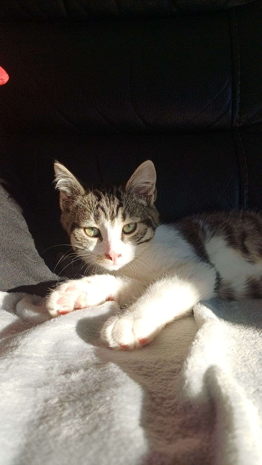 il est pas trop mignon ?