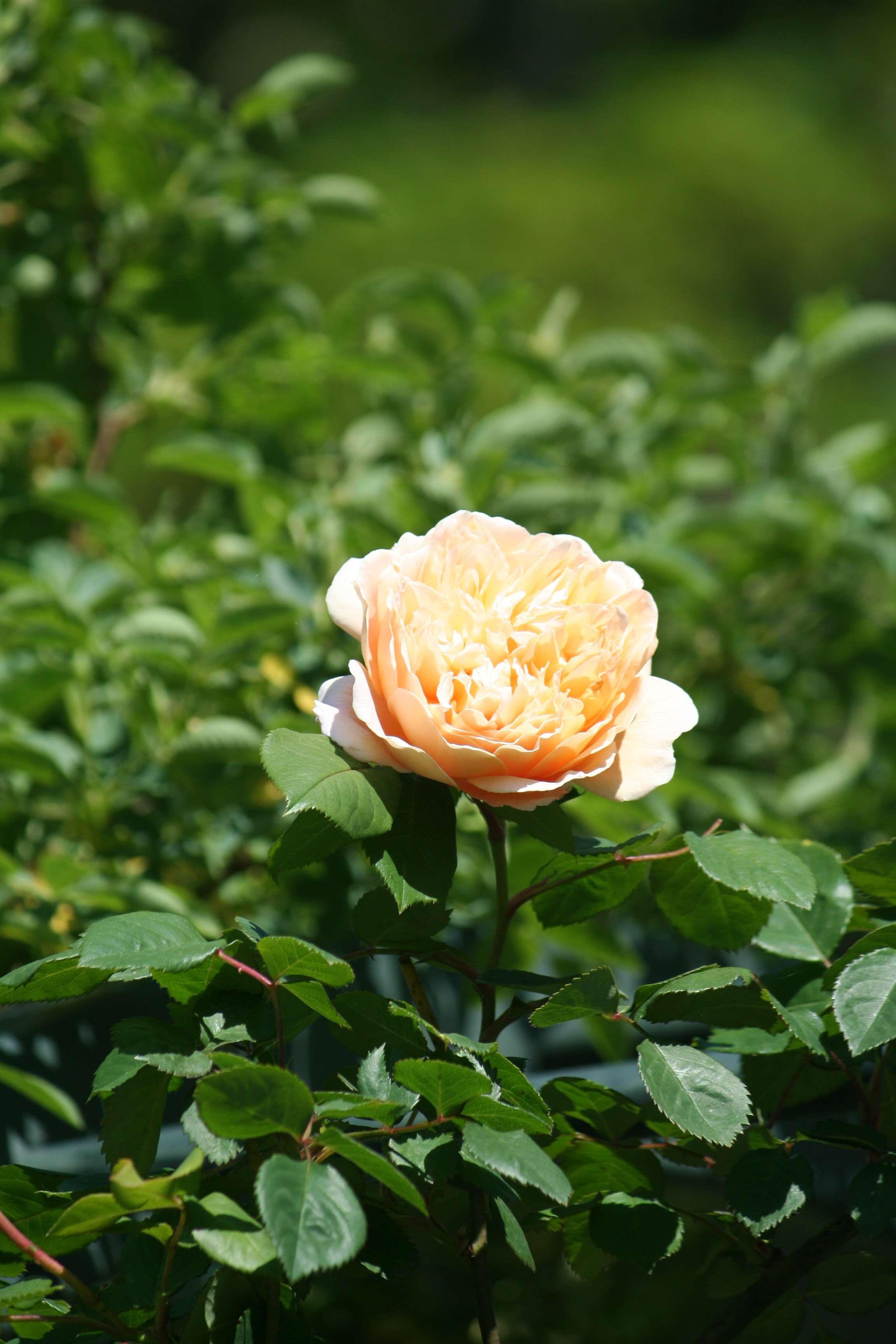 Voici une belle fleur pour &eacute;gayer votre journ&eacute;e