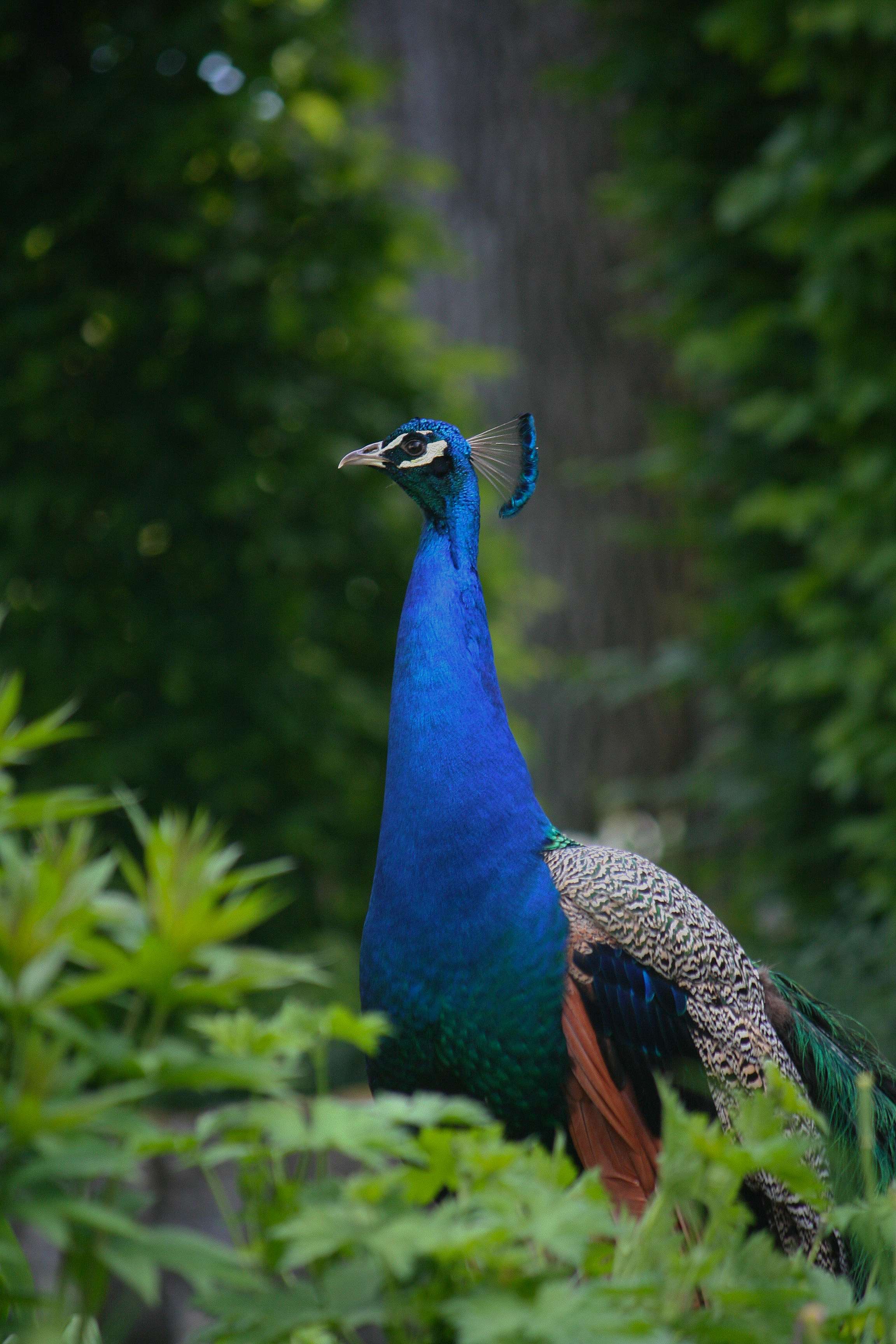 Je veux juste vous montrer mon animal pr&eacute;f&eacute;r&eacute; encore une fois 🦚