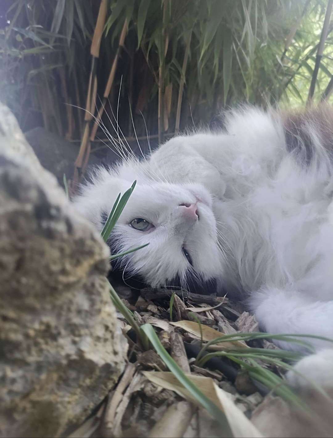 Regardez mon chat a son prime