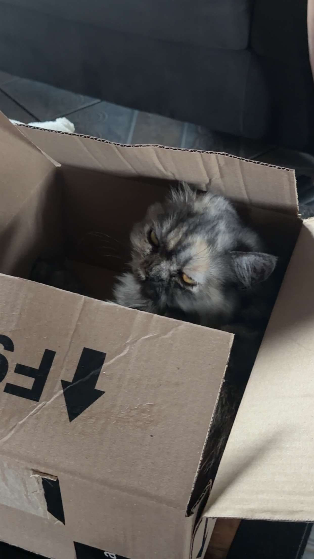 chat aigri de la vie